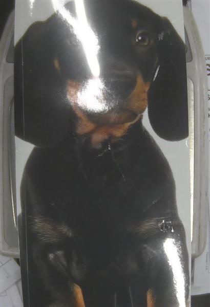 CALEN.IL MIO CANE CO